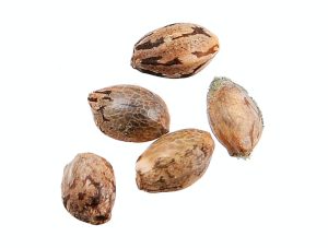 Традиционные фотопериодные семена конопли долгое время были основой для промышленного культивирования